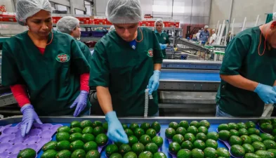 En-medios-el-colombiano-aguacatehass